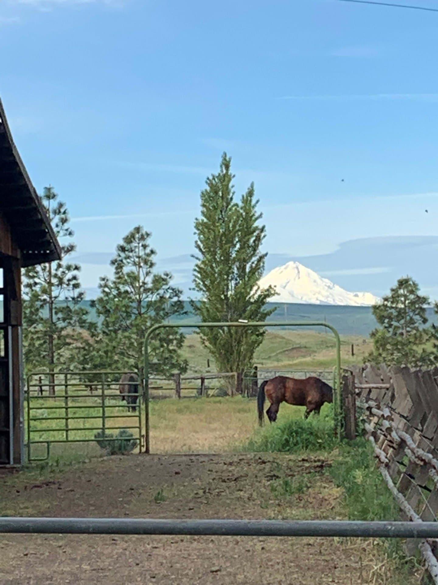 Columbia Gorge Cattle Ranch